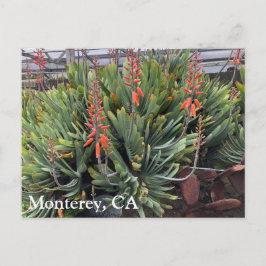 Moneterey Fläkt Aloe Plicatilis-postkort Vykort