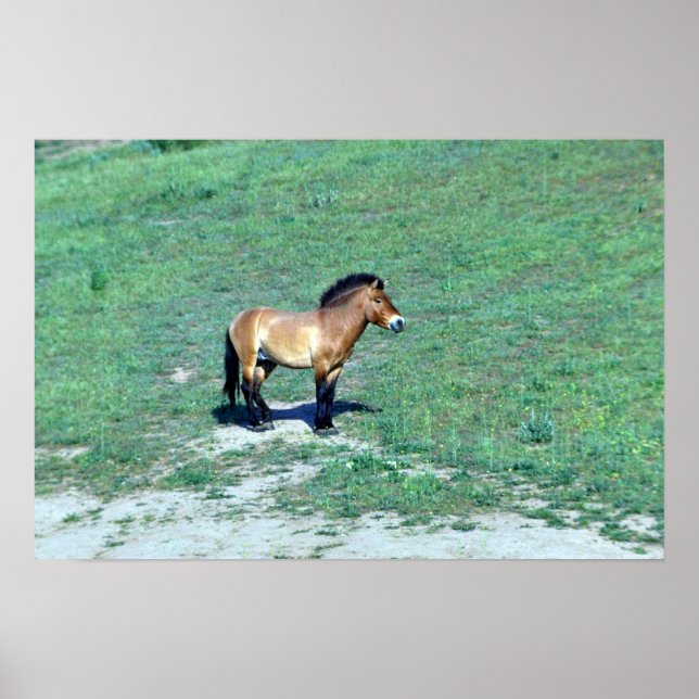 Mongolisk (Przewalskii) Vild Horse Poster (Framsidan)