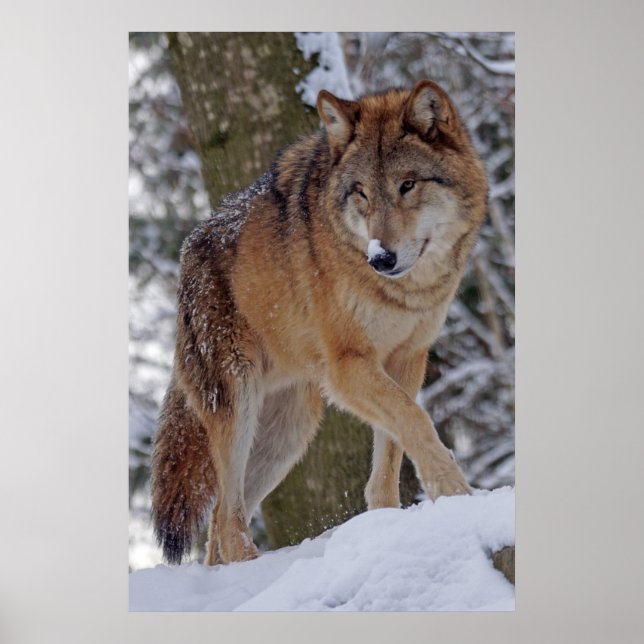 Mongoliska alphawolf i snö poster (Framsidan)