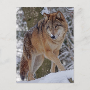 Mongoliska alphawolf i snö vykort