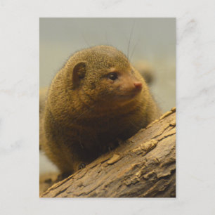 Mongoose a Träd Gren Vykort