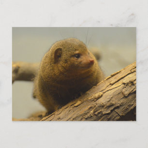 Mongoose a Träd Gren Vykort