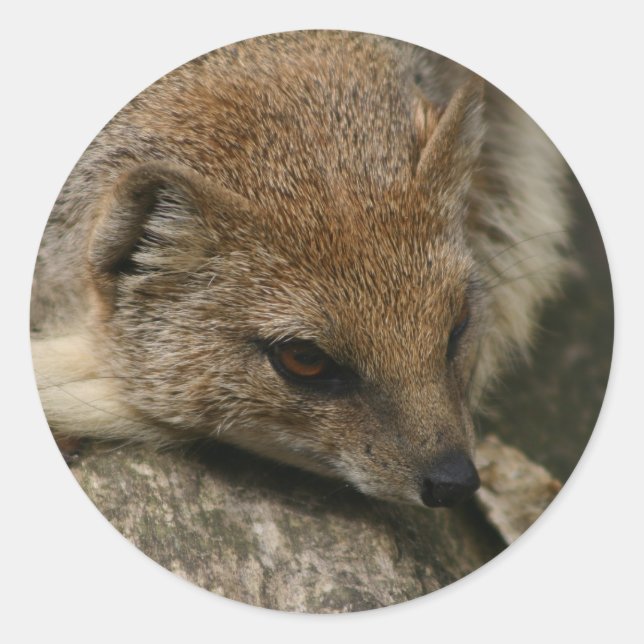 Mongoose Closeup Sticker Runt Klistermärke (Framsida)