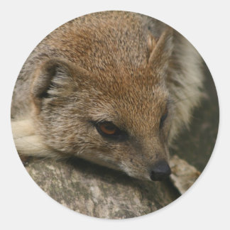 Mongoose Closeup Sticker Runt Klistermärke