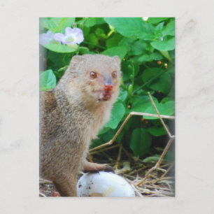 Mongoose i Hawaii Vykort