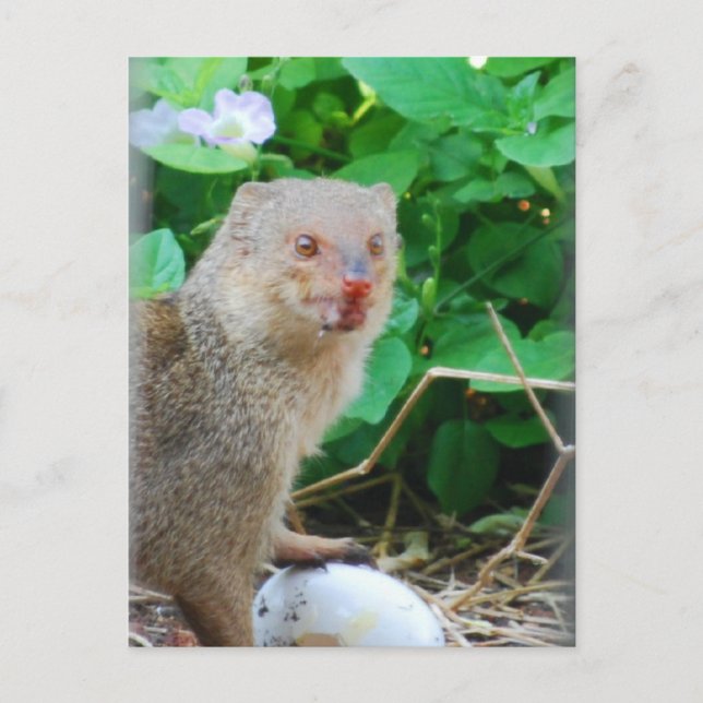 Mongoose i Hawaii Vykort (Framsida)