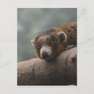 Mongoose Lemur Vykort