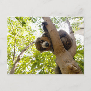 Mongoose lemur vykort