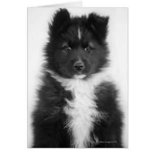 Mongrel Hund, Studio Shot Hälsningskort