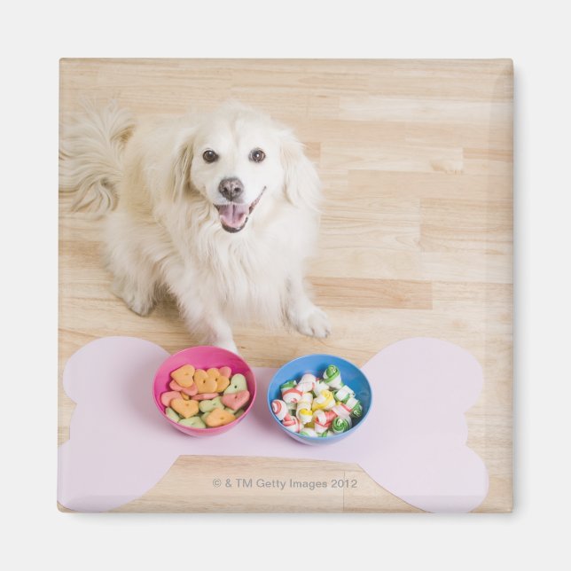 Mongrel sitta framför två skålar med hund magnet (Framsidan)