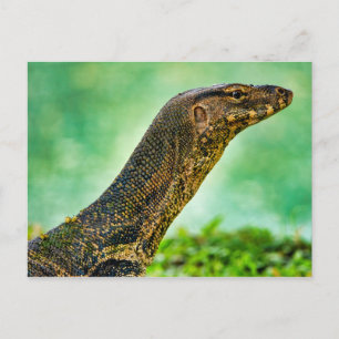 Monitor Lizard Vykort