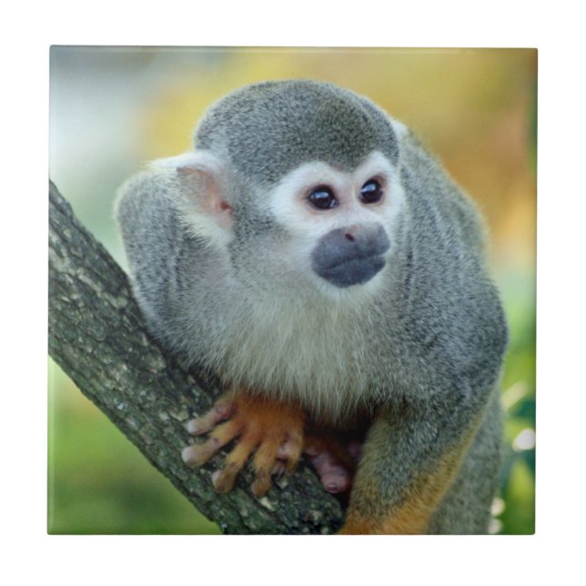 Monkey 004 kakelplatta (Framsidan)