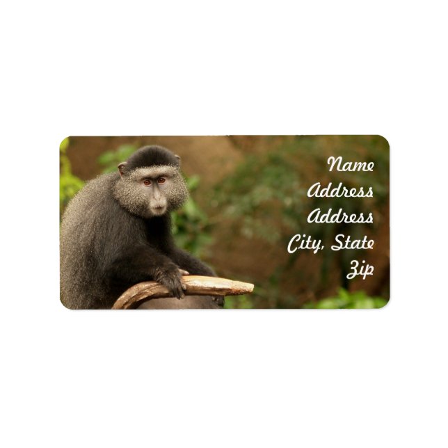 Monkey Adress Sticker Adressetikett (Framsidan)