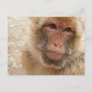 Monkey Ansikte vykort