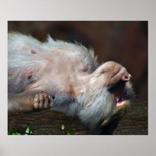 Monkey bara chill poster