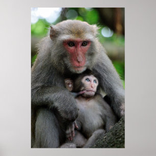 Monkey Breast Matar hennes Baby Poster