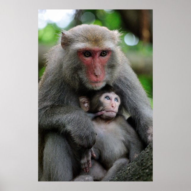 Monkey Breast Matar hennes Baby Poster (Framsidan)