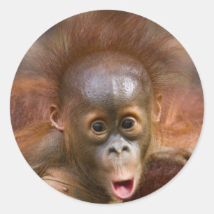 Monkey business 1 runt klistermärke