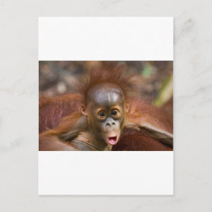Monkey business 1 vykort
