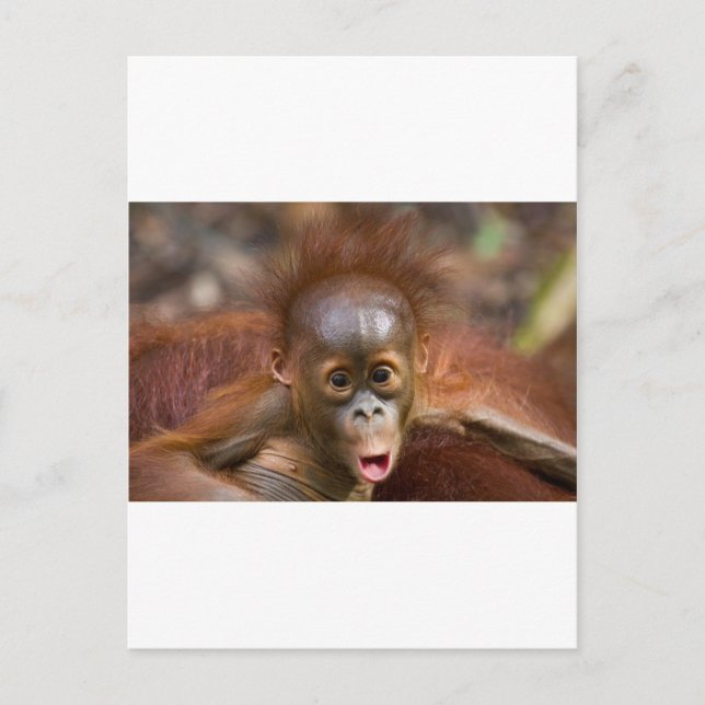 Monkey business 1 vykort (Framsida)