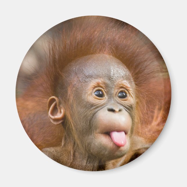 Monkey business 2 magnet (Framsidan)