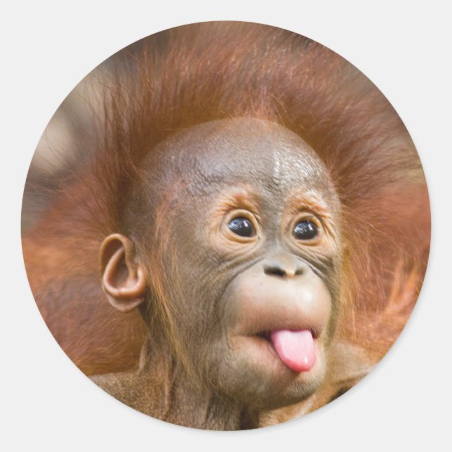 Monkey business 2 runt klistermärke (Framsida)