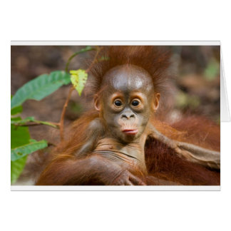 Monkey business 3 hälsningskort