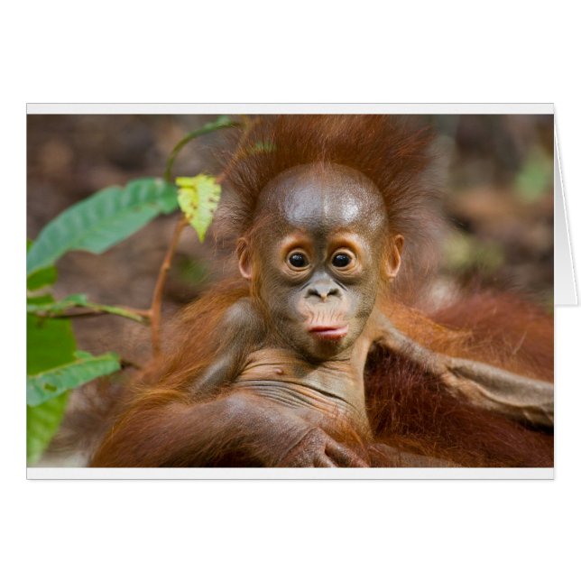 Monkey business 3 hälsningskort (Framsidan Horizontal)