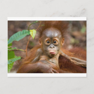 Monkey business 3 vykort