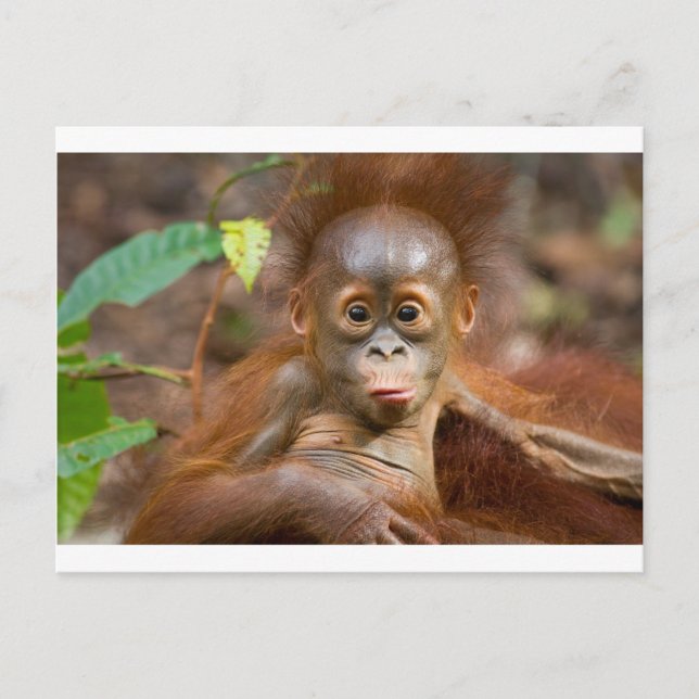 Monkey business 3 vykort (Framsida)