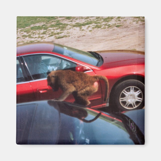 Monkey Business Magnet (Framsidan)