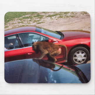 Monkey Business Musmatta