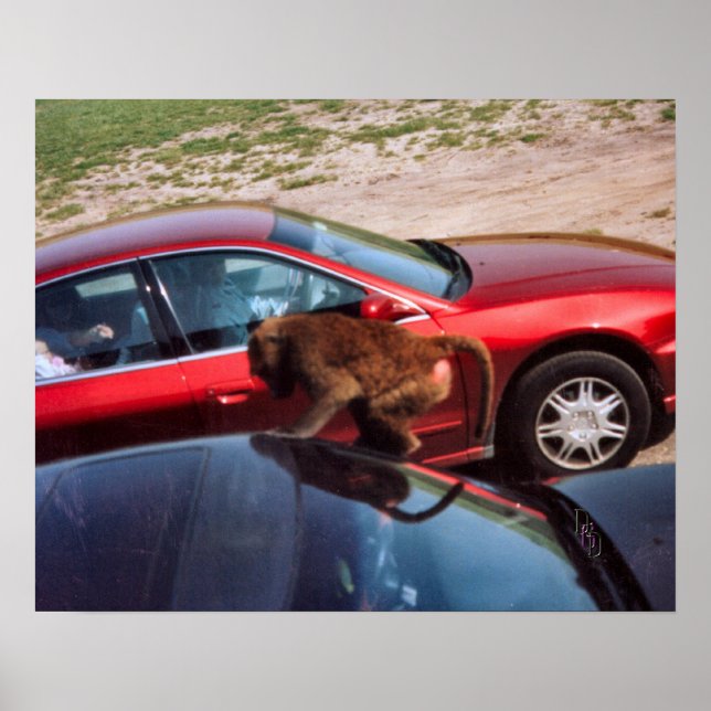 Monkey Business Poster (Framsidan)