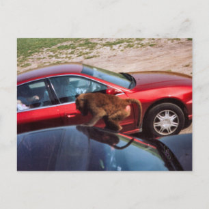 Monkey Business Vykort