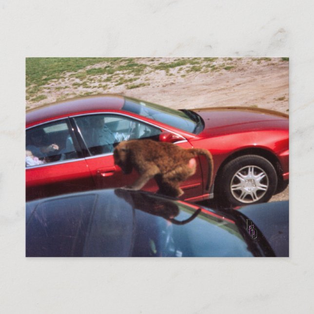 Monkey Business Vykort (Framsida)