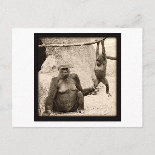 Monkey Business Vykort (Framsida)