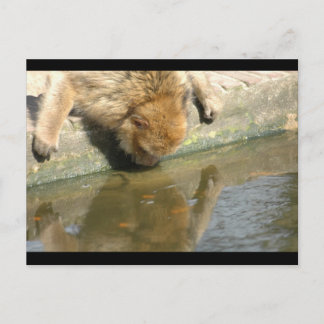 Monkey business vykort