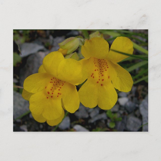 Monkey Flowers, Unalaska Island Vykort (Framsida)