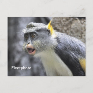 Monkey för Varg med flera färgader Vykort