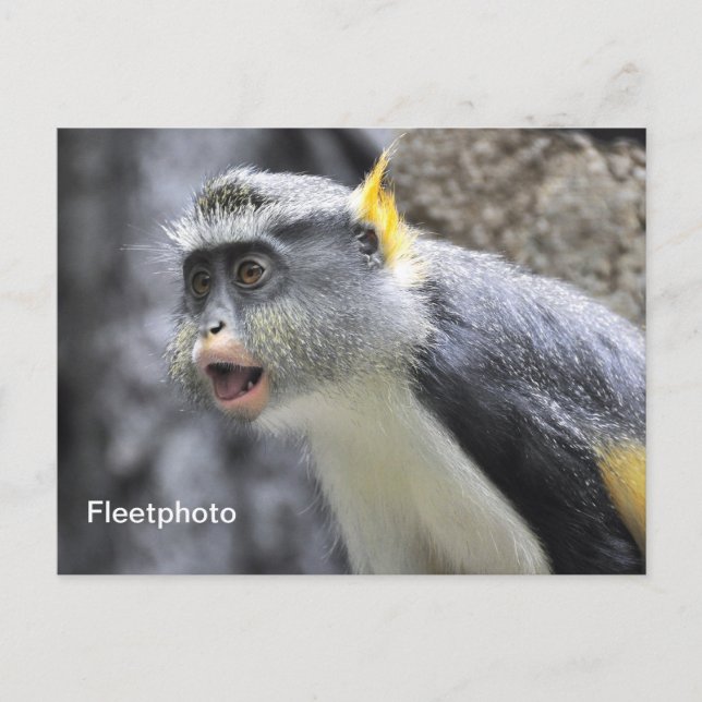 Monkey för Varg med flera färgader Vykort (Framsida)