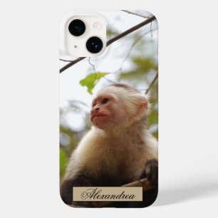 Monkey-fotografi med vit yta, Capuchin