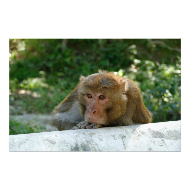 Monkey - Grandfather Fototryck (Framsidan)
