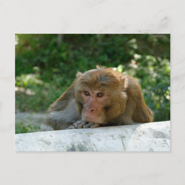 Monkey - Grandfather Vykort (Framsida)