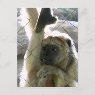 Monkey Greeter Vykort