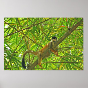Monkey i Bamboo Jungle Poster