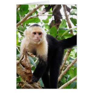 Monkey i Costa Rica OBS Kort