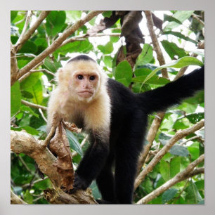 Monkey i Costa Rica Poster