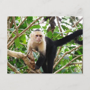 Monkey i Costa Rica Vykort