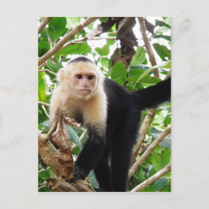 Monkey i Costa Rica Vykort