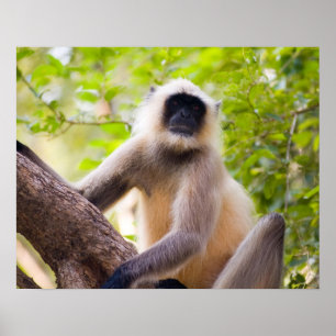 Monkey i djungeln i nationalparken Ranthambore Poster
